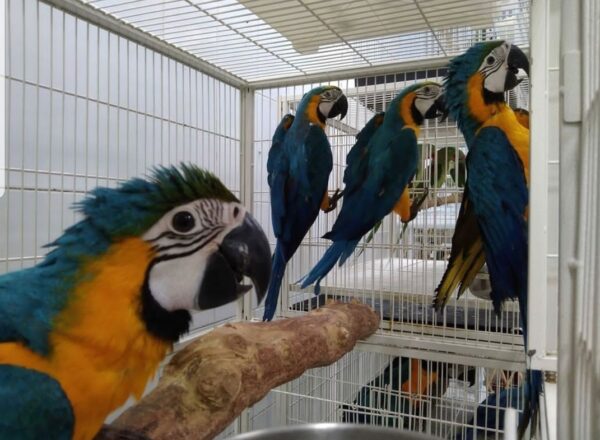 AA List Macaw