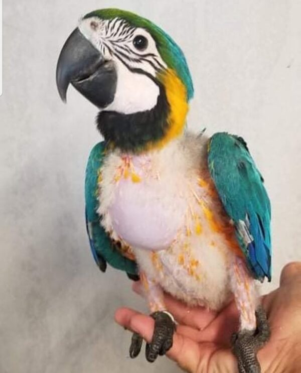 A List Baby Macaw