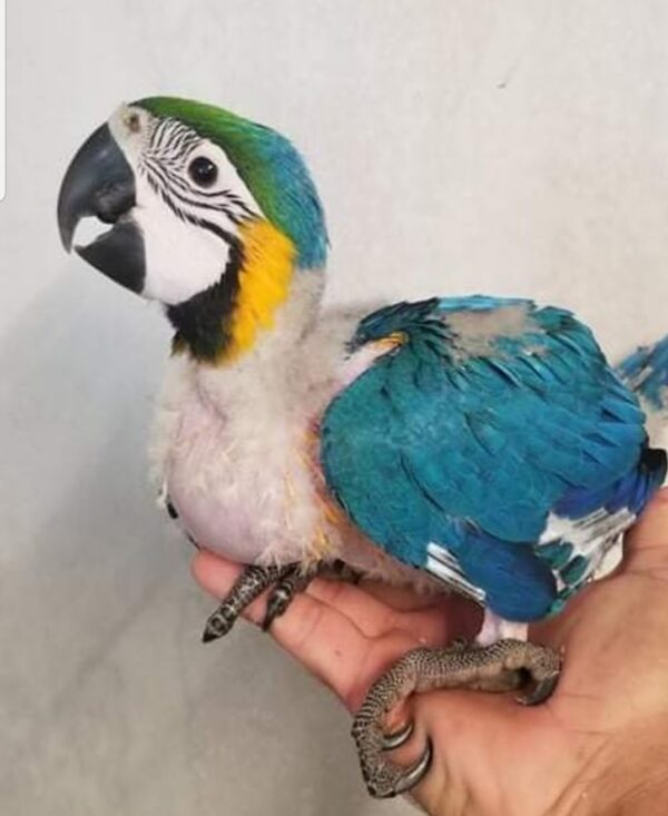 A List Baby Macaw - Image 2