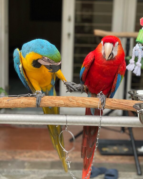 Bonded pair male and female macaws