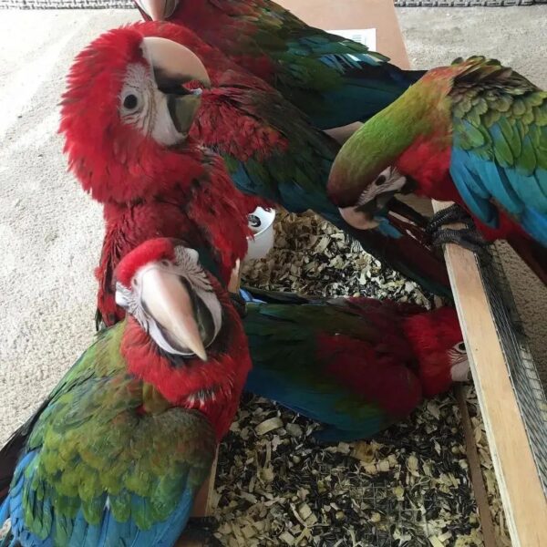 Cutest Baby Green Winged Macaw Parrot